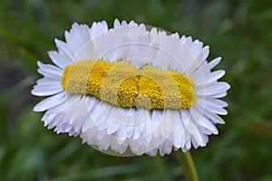 Extraordinary daisy quintuple as wide as normal