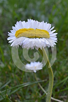 Extraordinary daisy quintuple as wide as normal photo