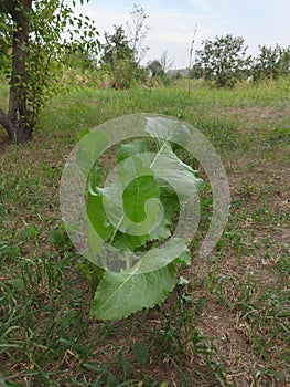 Extraordinary green leaf scene of the field opposite the blue sky