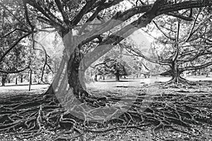 Extraordinary and old roots of trees in Sri Lanka