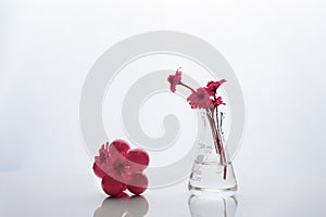 Extraordinary pink flower in biotechnology science glass flask and molecular structure reflection on table background
