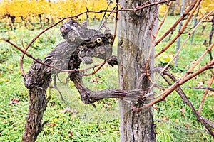 Extraordinary shaped old grapevine in autumn looking like a scary creature