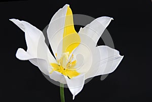 Extraordinary tulip on black background photo