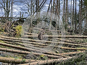 Extream Weather - Storm Damage - Trees Down