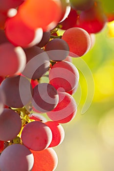 Extrem close-up of rose wine grapes in the morning sun