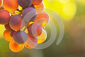 Extrem close-up of rose wine grapes in the morning sun