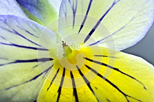 Extrem closeup on a pansy flower