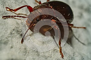 Extrem macro view of a brown beatle on a springtime day