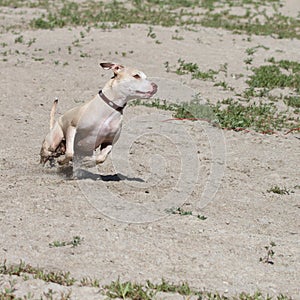 Extreme action dog running