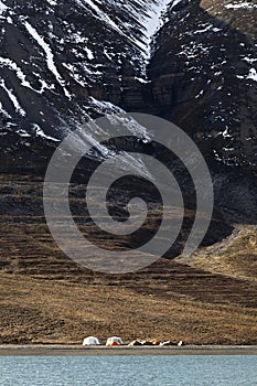 Extreme camping in Svalbard