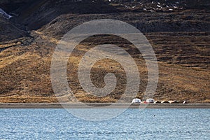 Extreme camping in Svalbard