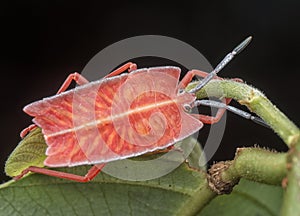 Extreme close shot of the pycan rubens beetle