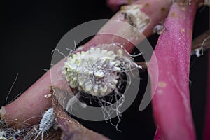 Extreme close shot of white waxy fuzzy mealybug pseudococcidae. photo