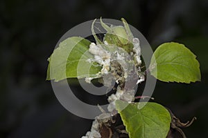 Extreme close shot of white waxy fuzzy mealybug pseudococcidae. photo