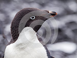 Extreme close up of adelie penguin facing right