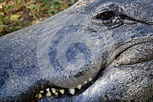 Extreme Close Up of an Alligator and Its Toothy Grin