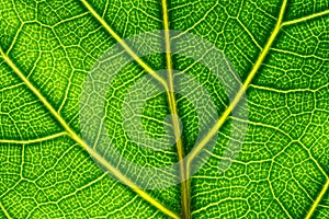 Extreme close up of a back lit green leaf