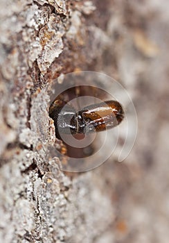 Extreme close-up of a Bark borer.