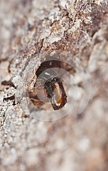 Extreme close-up of a Bark borer.
