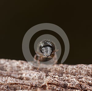 Extreme close-up of a Bark borer.
