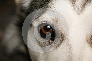 An extreme close up of a beautiful brown eye from a siberian husky