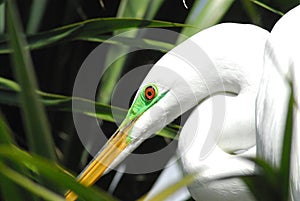 BIRDS- Florida- Extreme Close Up Head Shot of a Great White Egret in Palm Leaves