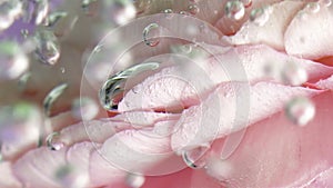 Extreme close up of beautiful pink rose petals in clear crystalline water with bubbles. Stock footage. Concept of spa