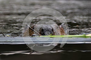 Extreme close up of beaver carrying vegetation to repair its dam while swimming in water toward camera