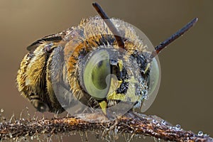 The extreme close up of bee