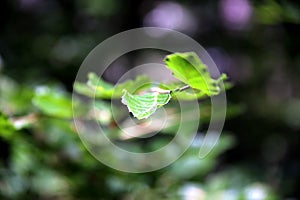 Extreme close up of beech leaves in the woods