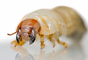 Extreme close up of beetle larvae