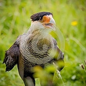 Extreme close up of a Black crested caracara squawking