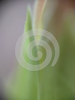 Extreme close-up of a blossom side part