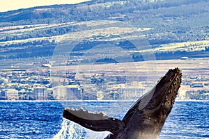 Extreme close-up of a breaching humpback whale.
