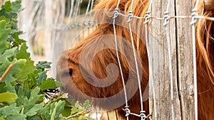 extreme close up of a brown scottish highlander cow trying to eat the leaves through the fence at the mookerheide nature reserve