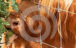 extreme close up of a brown scottish highlander cow trying to eat the leaves through the fence at the mookerheide nature reserve