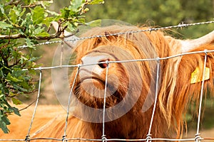 extreme close up of a brown scottish highlander cow trying to eat the leaves through the fence at the mookerheide nature reserve