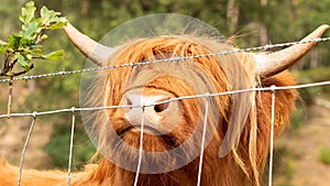 extreme close up of a brown scottish highlander cow trying to eat the leaves through the fence at the mookerheide nature reserve