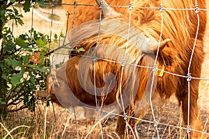 extreme close up of a brown scottish highlander cow trying to eat the leaves through the fence at the mookerheide nature reserve