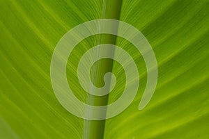 Canna Green leaf background or abstract green nature texture background