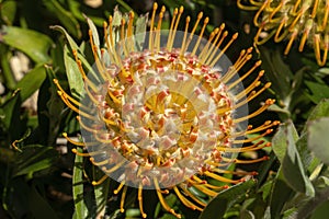 Extreme close-up of a \'carnival orange\' wart-stemmed pincushion (leucospermum cuneiforme) flower photo