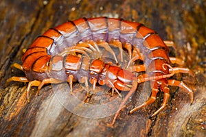 Extreme close up Centipede on  wood in tropical garden