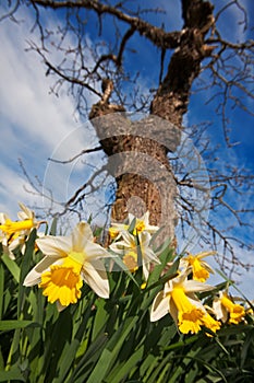 Extreme close-up of daffodils under a tree