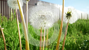 Extreme Close up of a Dandelion. Dandelions field of dandelions. beautiful summer flowers. Dandelion blossoms, close-up.