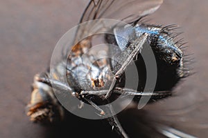 Extreme close-up of a dead fly in macro mode. shallow depth of field