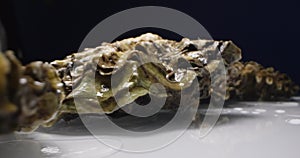 extreme close-up detailed closed oysters against a dark background against a white reflective surface