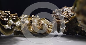 extreme close-up detailed closed oysters against a dark background against a white reflective surface