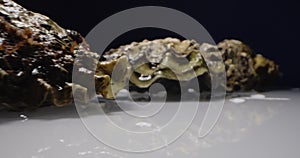 Extreme close-up detailed closed oysters against a dark background against a white reflective surface