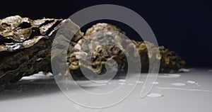 extreme close-up detailed closed oysters against a dark background against a white reflective surface