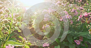 extreme close-up, detailed pink forget-me-nots with sun glare